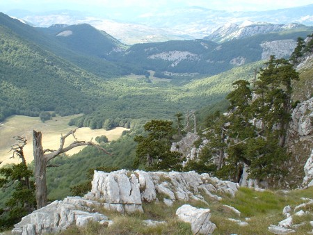 pini loricati del Pollino